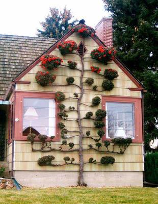 Красивый дом пестрого цвета с растениями